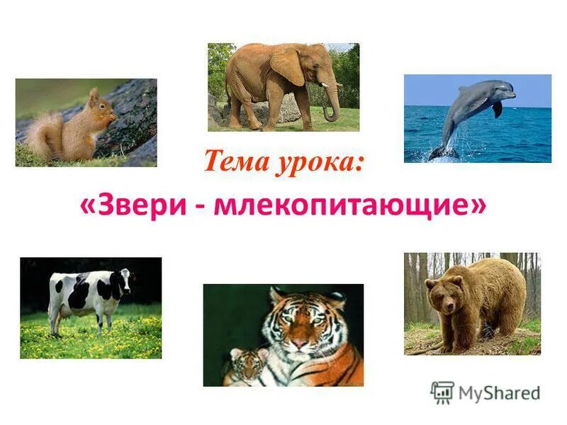 Тип хордовые класс млекопитающие. Разнообразие млекопитающих. Отряды млекопитающих 7 класс биология. Подкласс первозвери животные. Вывод о классе млекопитающих.