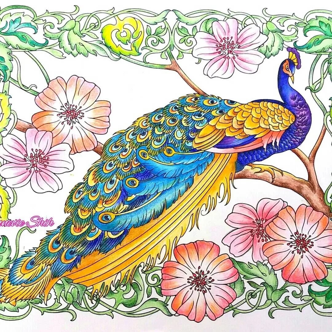 Индийская сказка птиц. Павлин рисунок. Павлин цветными карандашами. Павлин разукрасить. Жар птица.