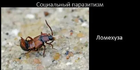 Ломехуза