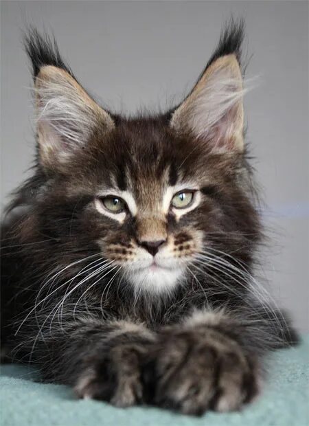 куна страна. мейн куны в 3 года. куна страна. куна страна. куна страна.