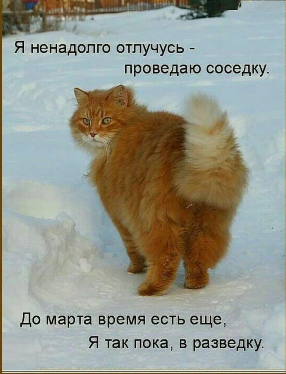 Про мартовских котов с юмором. Мартовская кошка. Я ненадолго отлучусь.