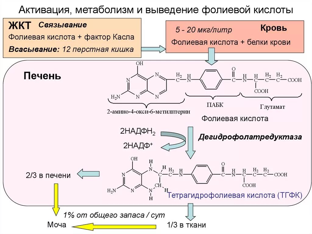 Витамин б9 фолиевая кислота формула. Синтез фолиевой кислоты схема. Участие фолиевой кислоты в метаболизме. Участие фолиевой кислоты в обмене веществ.