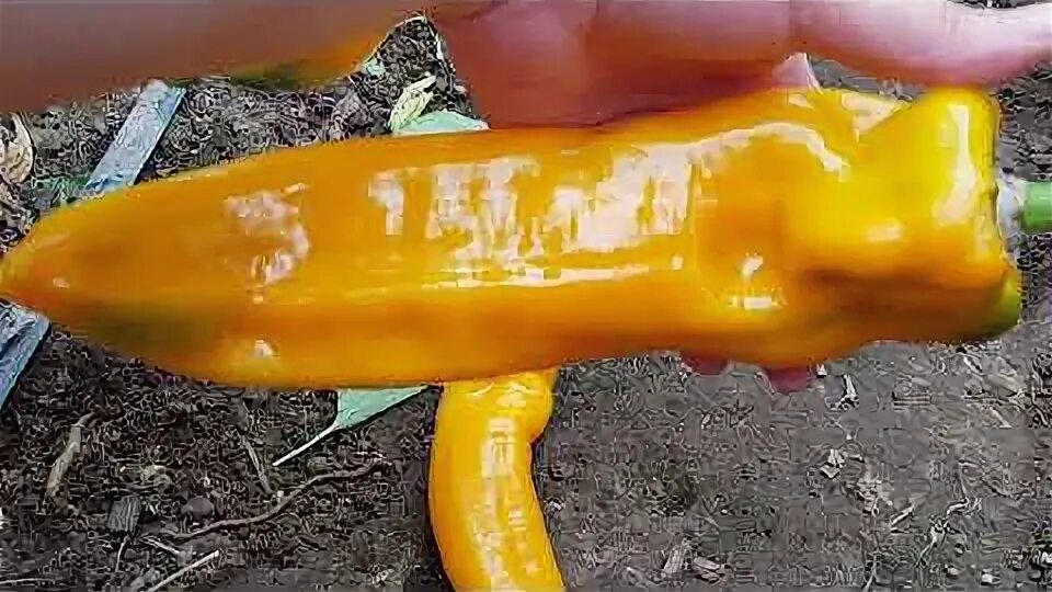 Перец сорта забор. Перец сладкий маркони желтый. сладкий перец marconi golden. перец ласанта желтый. перец оранжевый бананчик.