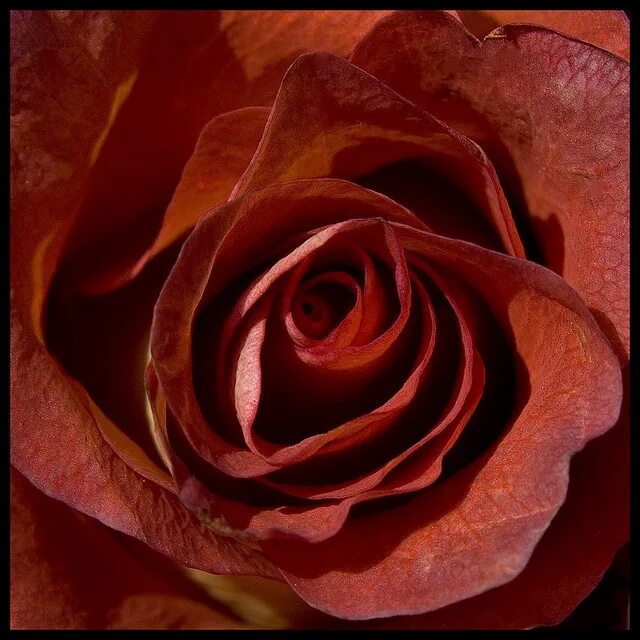 Burnt roses
