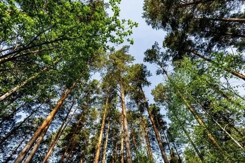 Проект лесного массива