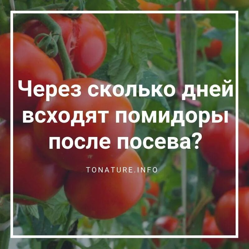 Через сколько дней всходит томат после посева