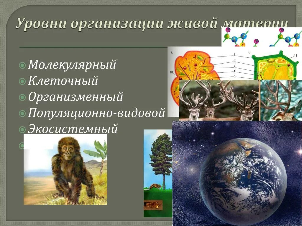 Уровни организации живой материи организменный уровень. Уровни организации живой материи Экосистемный уровень. Уровни организации живой природы молекулярно генетический. Молекулярный уровень организации живого.