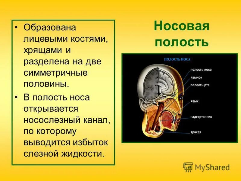 железы, открывающиеся в ротовую полость:. полость носа сообщается. протоки ротовой полости. в ротовую полость открываются протоки. полости открываются.