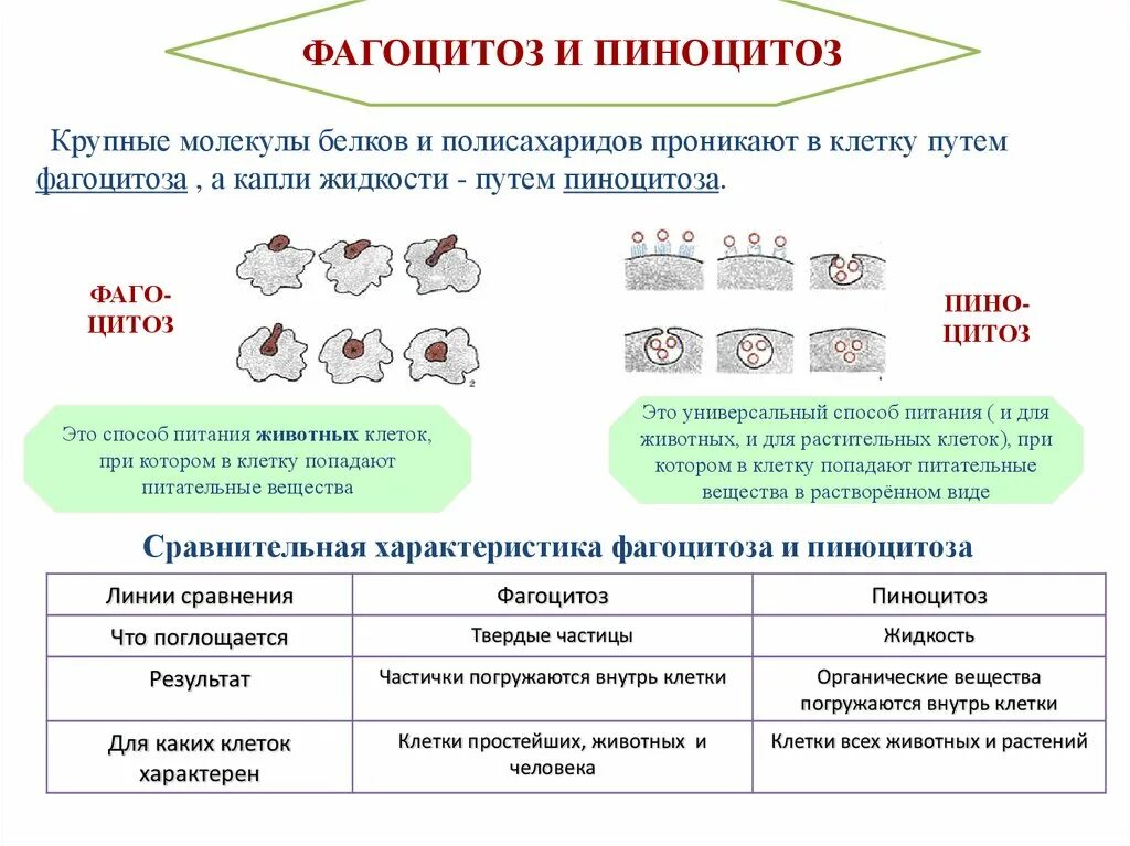 Фагоцитоз прокариот. Различия фагоцитоза и пиноцитоза. Схема процессов фагоцитоза и пиноцитоза. Фагоцитоз структура клетки. Пиноцитоз и фагоцитоз таблица.