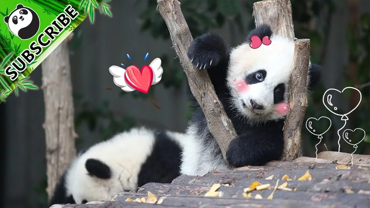 Pandas hour