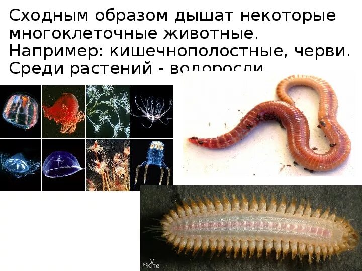 Какие черви кишечнополостные. Кишечнополостные черви. Кишечнополостные и плоские черви. Одноклеточные Кишечнополостные черви. Тип Кишечнополостные и плоские черви.