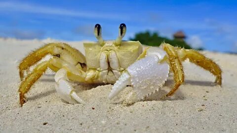 Морской краб