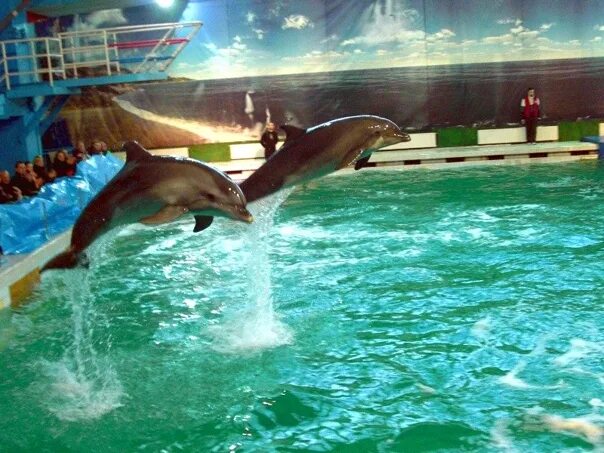 Океанариум спб дельфин. Дельфинарий в питере. Дельфинарий санкт-петербург. Дельфинарий на крестовском острове. Дельфинариум в питере.
