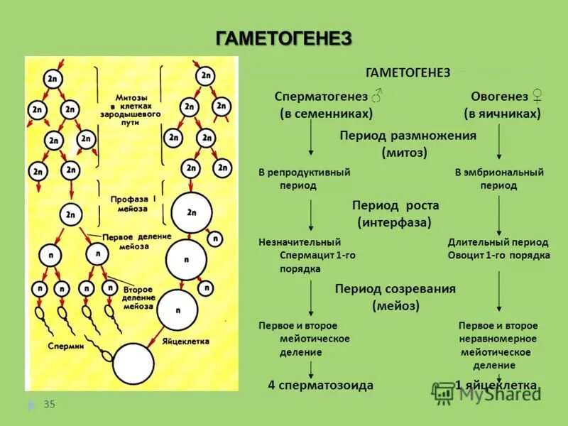 Различие мужских и женских половых клеток. Схема сперматогенеза и оплодотворения. Этап формирования гаметогенеза. Гаметогенез Вебиум. Таблица стадии развития половых клеток.