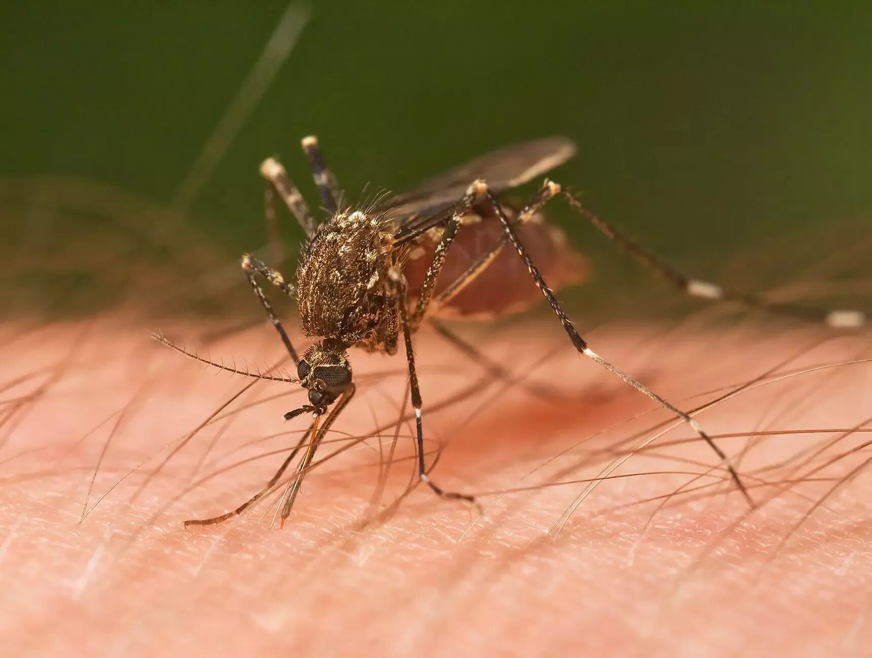 Малярийный комар. Кровососущие комары. Culicidae (кровососущие комары).
