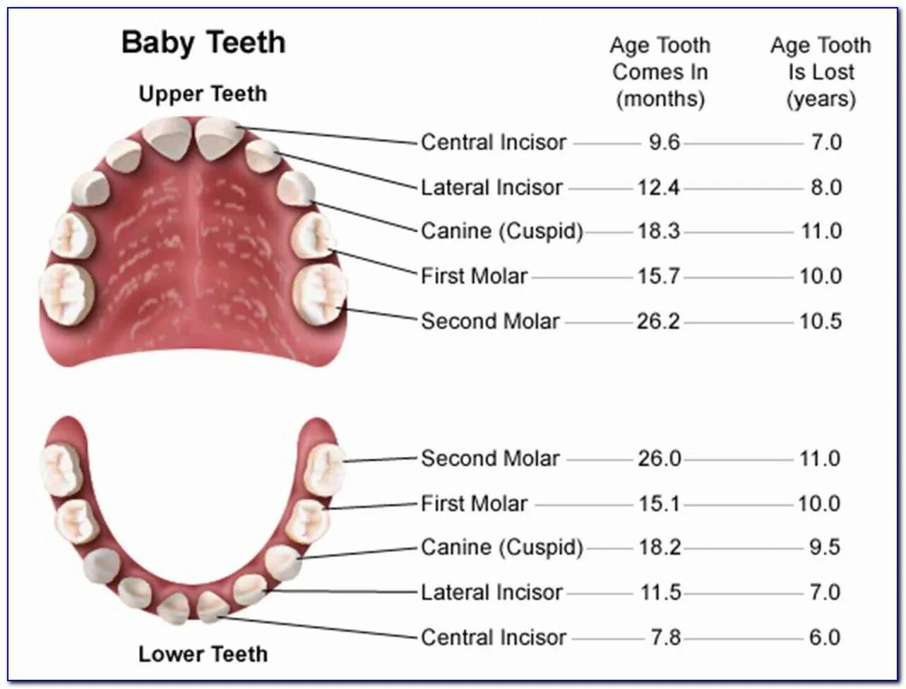Сколько стоят зубы человека. Схема смены молочных зубов у детей. Какие зубы выпадывают схема. Схема смены молочных зубов на постоянные у детей. Схема выпадения зубов у детей.