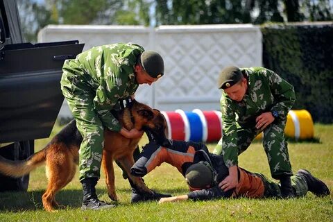 Где обучиться на кинолога