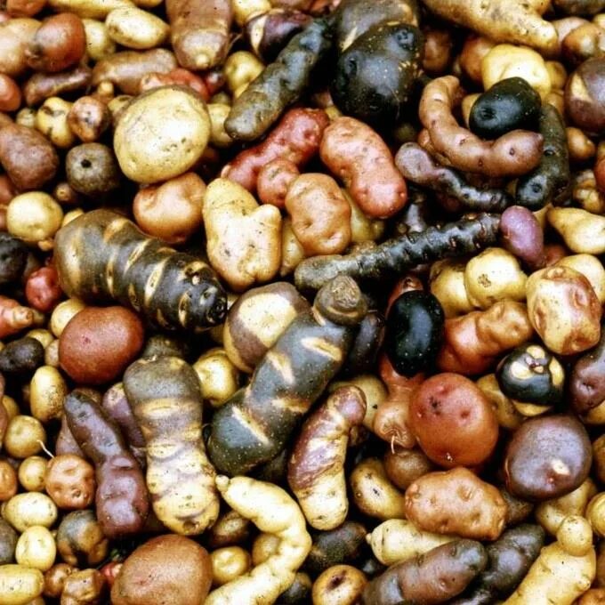 Купить картофель Дикий Белый