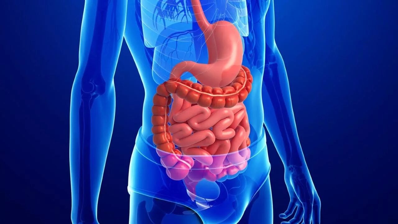 Процессы в кишечнике человека. ЖКТ желудочно-кишечный тракт. Пищеварительная система ЖКТ человека. Заболевания органов пищеварительной системы. Желудок и кишечник человека.