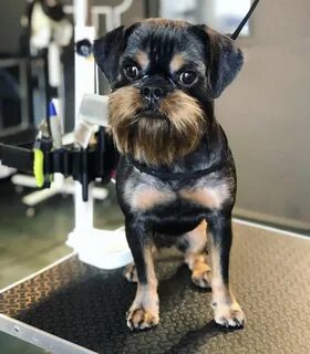 Barberdog