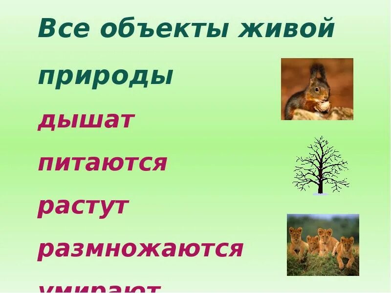 Что относится к природе 2 класс. Объекты живой природы. Презентация на тему Живая природа. Живая и неживая природа презентация. Презентация Живая и неживая природа 2 класс.