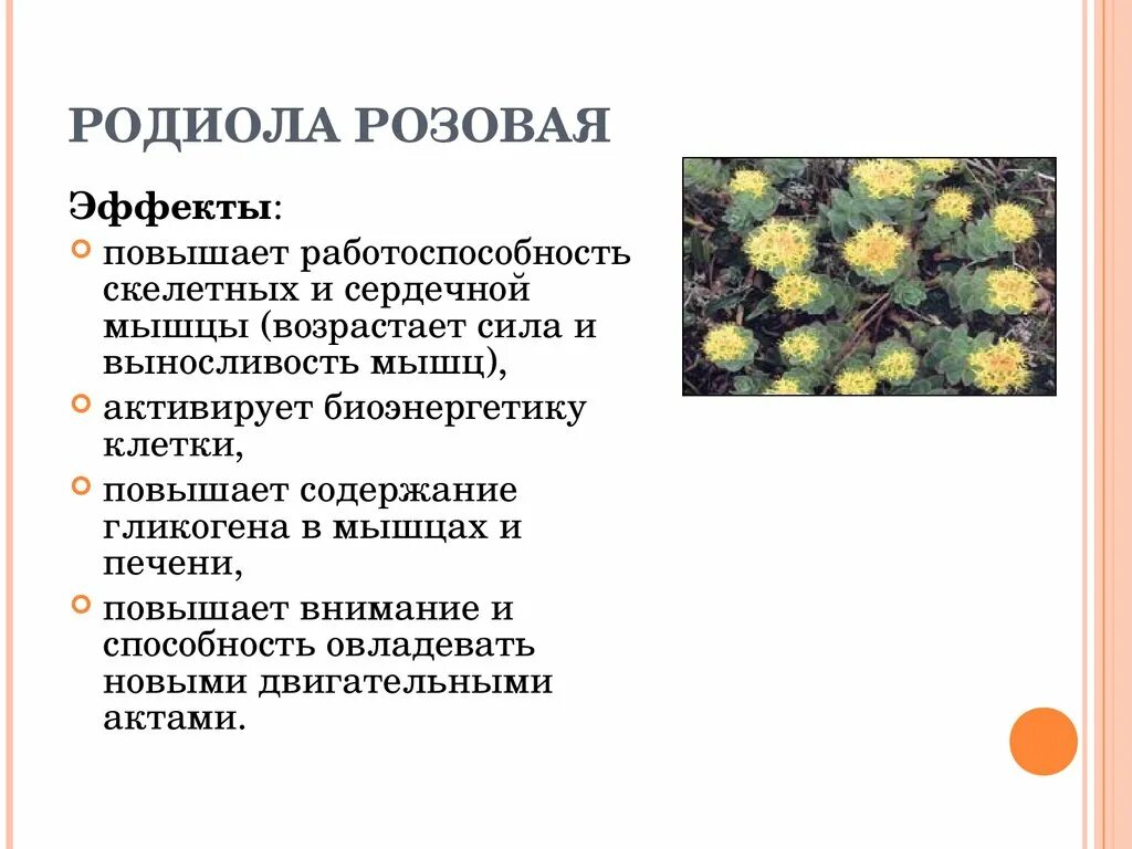 Родиола розовая. Родиола розовая описание. Фармакологические эффекты родиола розовая. Родиола розовая презентация.