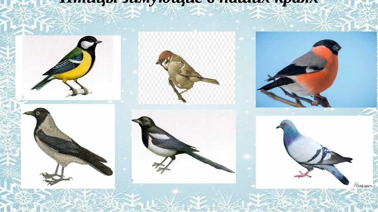 Зимующие птицы для дошкольников. Изображения зимующих птиц для детей. Зимующие птицы названия. Зимующие птицы средняя группа. Фцкм птицы средняя группа