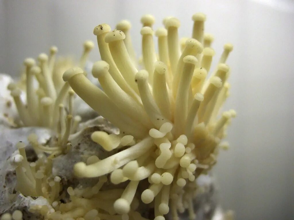 Опёнок зимний (энокитаке). Японские грибы энокитаке. Грибы Эноки (энокитаке). Снежный гриб энокитаке. Как выращивают грибы эноки