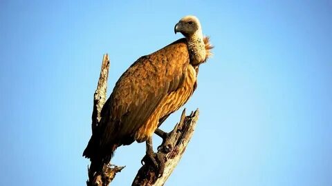 Vultures
