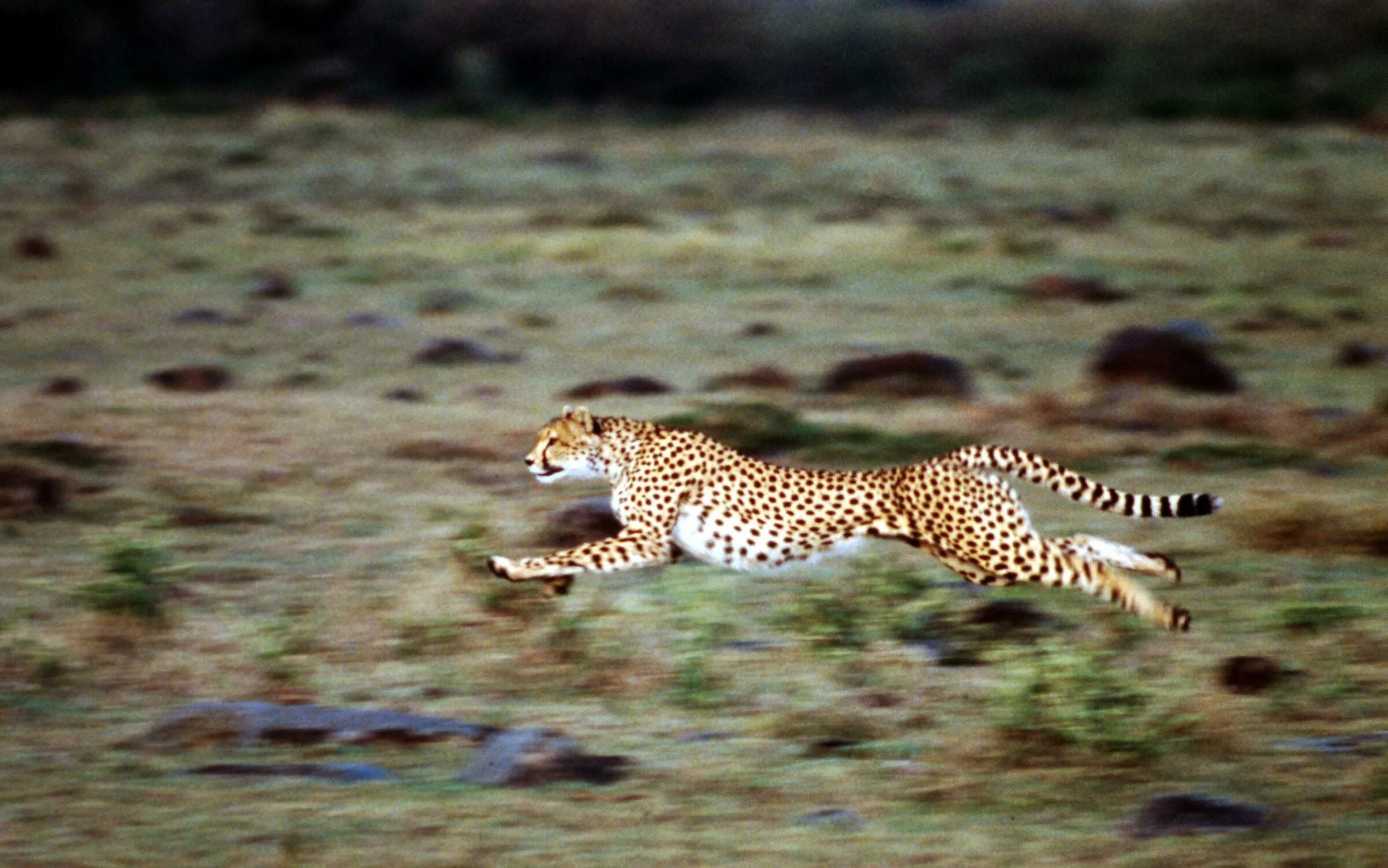 Сколько скорость гепарда. Гепард в беге. Гепард в прыжке. Леопард бежит с гепардом.