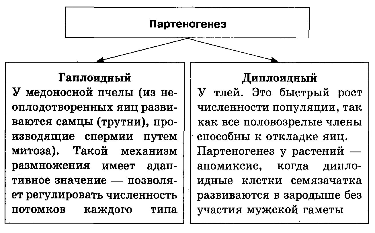 Размножается партеногенетически. Партеногенез. Особенности партеногенеза. Партеногенез таблица. Гаплоидный партеногенез.