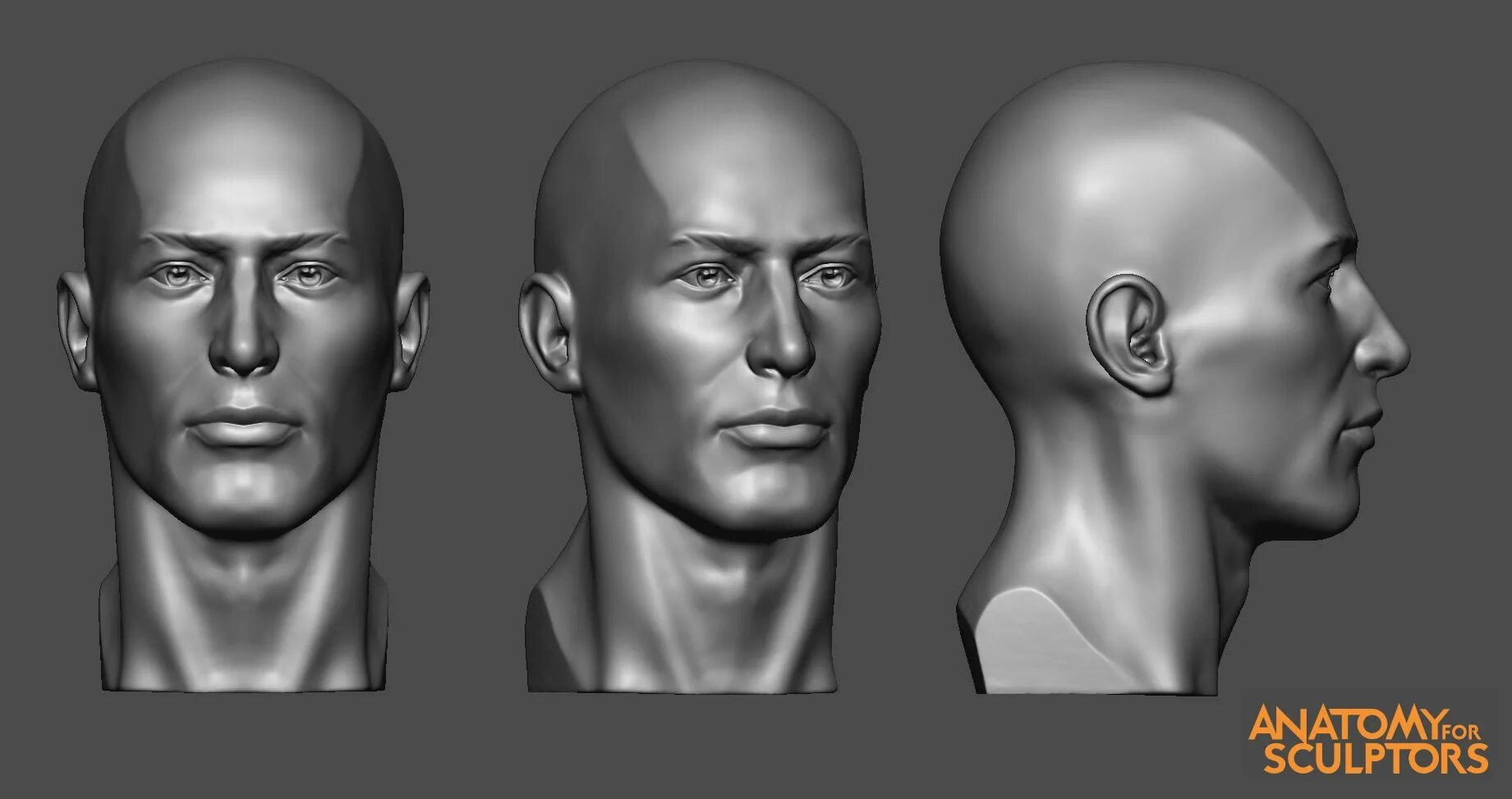 Detailed reference. Face Anatomy for Sculpting. Референс головы для скульптинга. Референс затылок головы скульптинг.