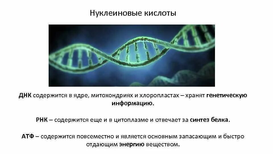 Кольцевая ДНК В хлоропластах. В ядре содержатся нуклеиновые кислоты. Нуклеиновые кислоты состоят из молекул