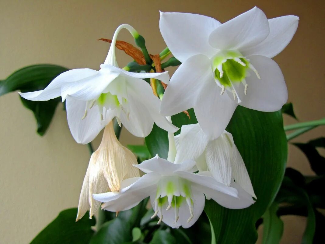 Комнатный цветок с белыми цветами название. Эухарис амазонский. Нарцисс - эухарис,. Эухарис грандифлора. Лилия (Амазонская Лилия эухарис).