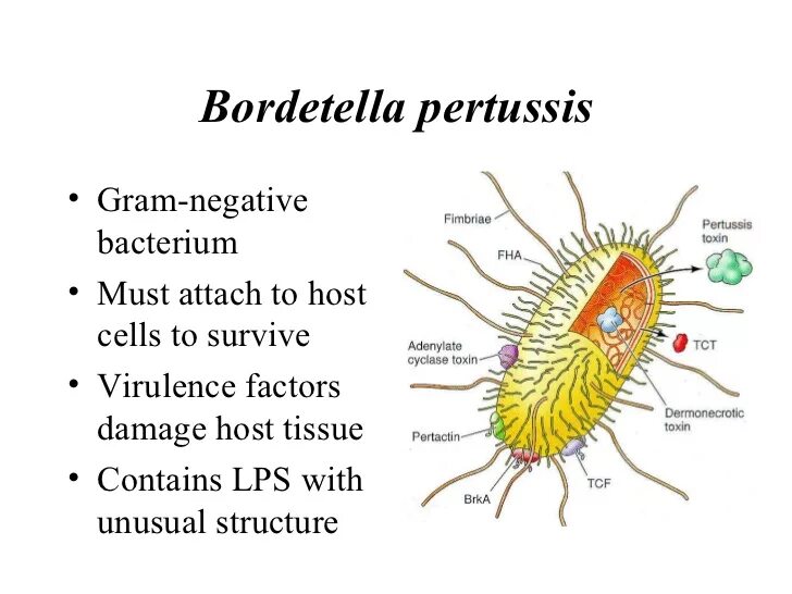 Коклюш бактериальная. Возбудитель коклюша Bordetella pertussis. Бордетеллы антигенная структура. Bordetella pertussis строение. Род Bordetella бактерии.