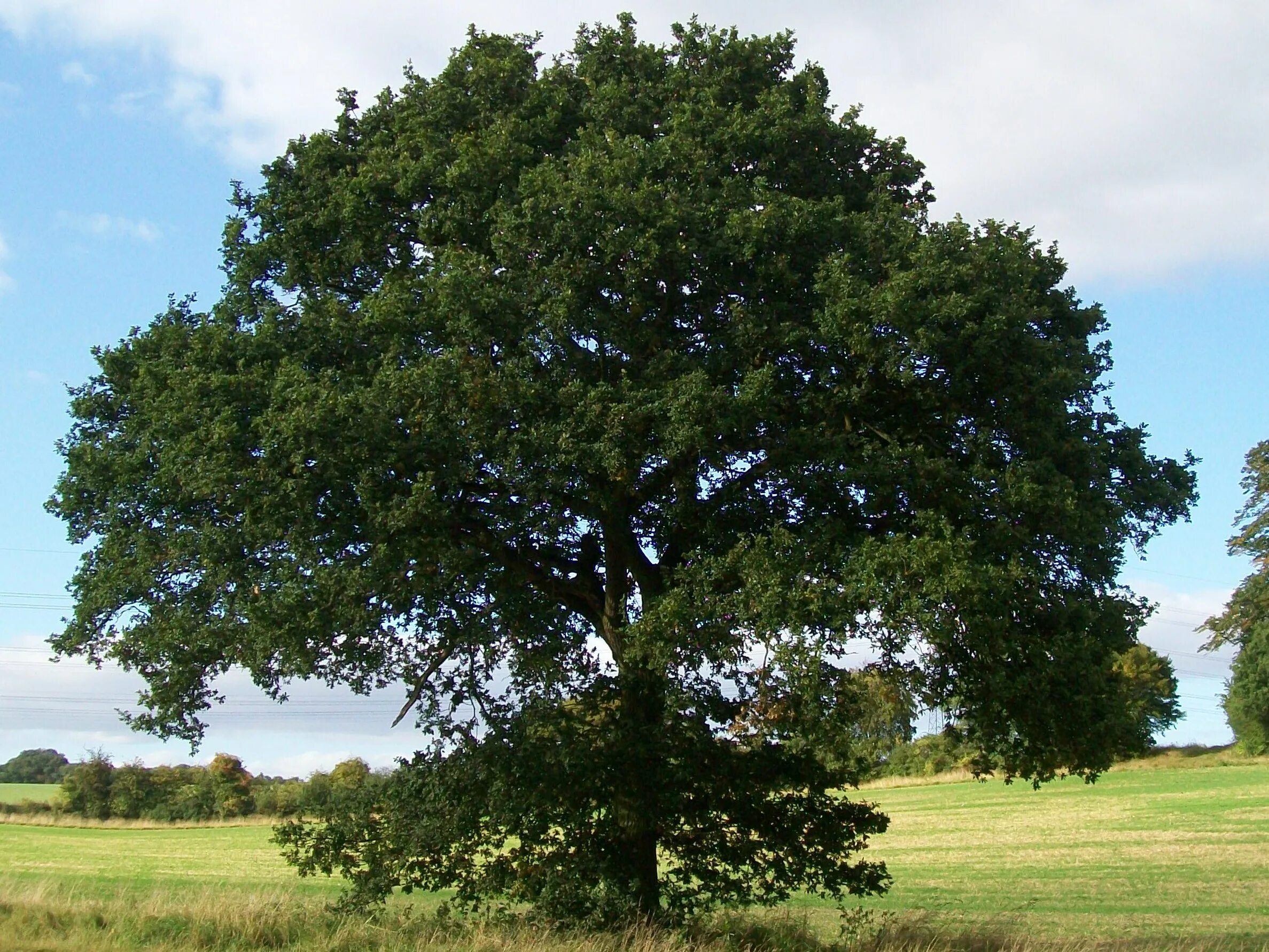 Дуб черешчатый (Quercus Robur). Дуб черешчатый крона. Дуб черешчатый раскидистая крона. Дуб крупноплодный дерево. Natural oak