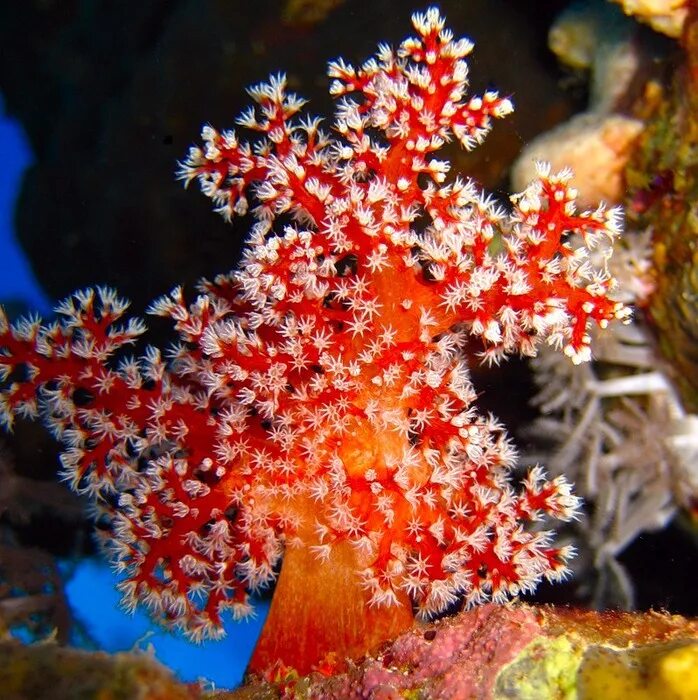 Red coral. Коралловые полипы альционарии. Коралловые полипы красный коралл. Восьмилучевые коралловые полипы. Шестилучевые коралловые полипы.