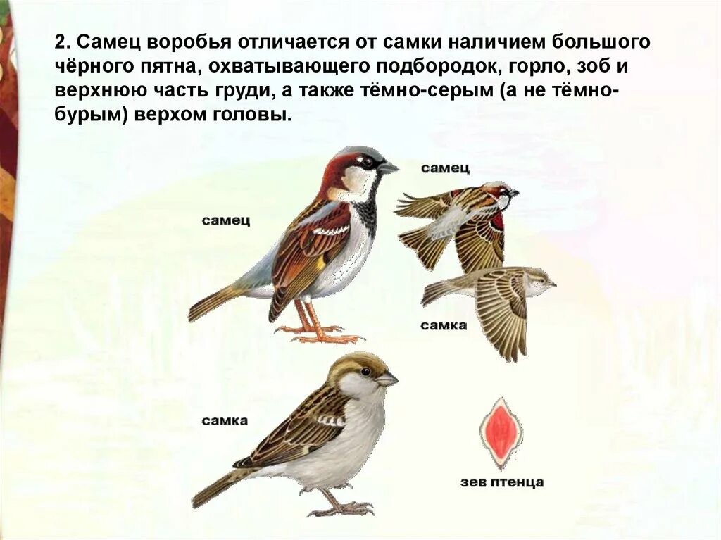 Воробей отличие самца от самки. Как различить самку воробья от самца. Как отличить самку воробья от самца воробья. Домовый Воробей самец и самка отличия.