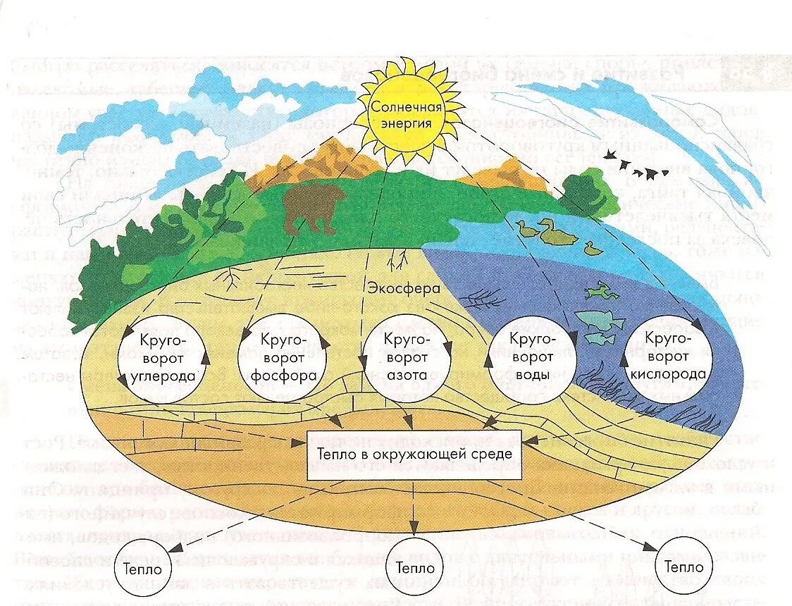 Круговорот веществ и энергии в биосфере схема. Круговорот углерода в биосфере. Поток вещества и энергии в биосфере схема. Биологический круговорот веществ в биосфере схема. Биологический круговорот живых организмов