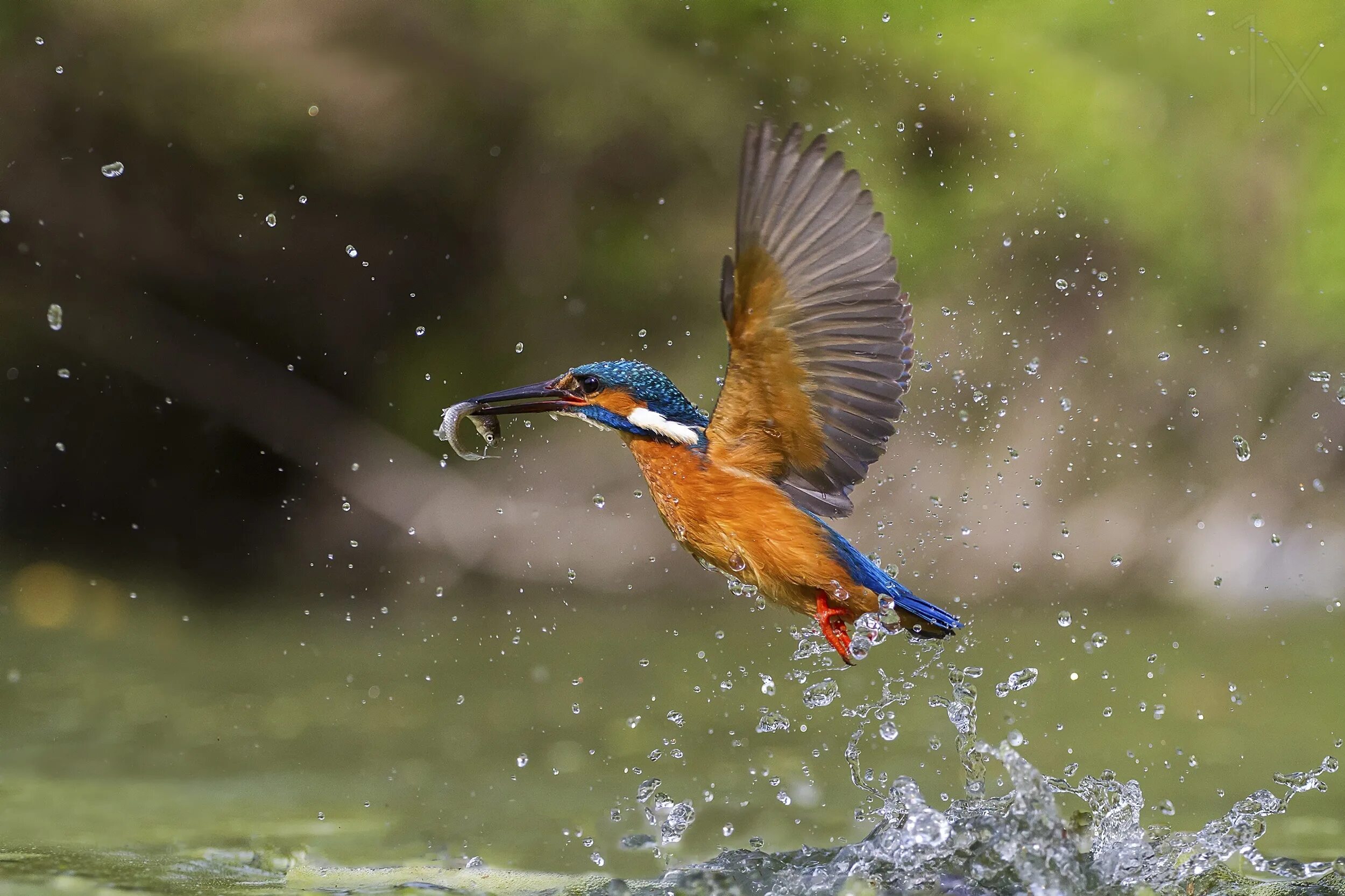 Birds catch