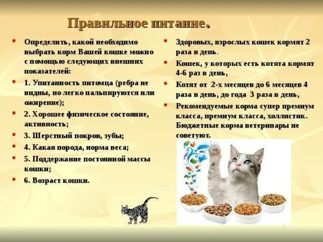 Какие крупы можно кошкам