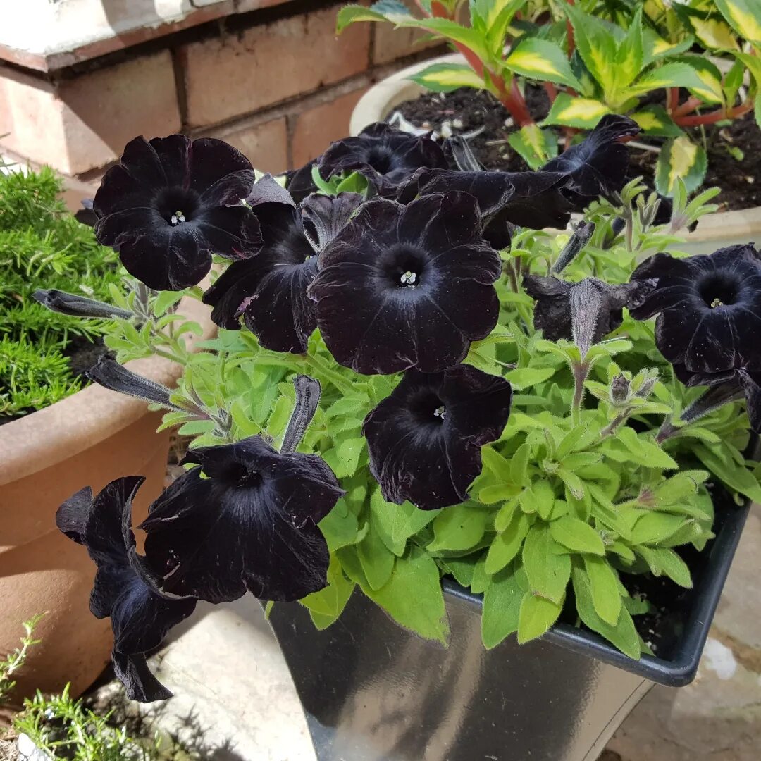 Софистика блэкберри. Петуния дебонэйр блэк. Софистика блэкберри. Петуния блэк мамба. Петуния софистика лайм грин.