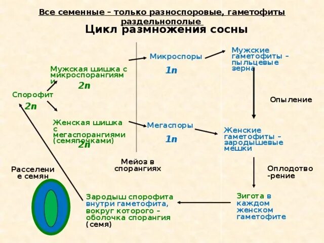 Сколько хромосом в клетках спорофита