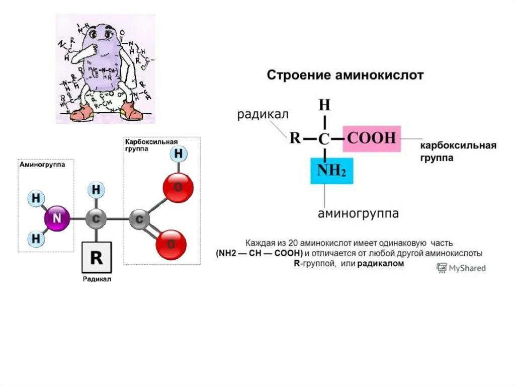 Амины строение. Пептидная группа аминокислот. строение аминов. пептидные связи: образование, строение, свойства..