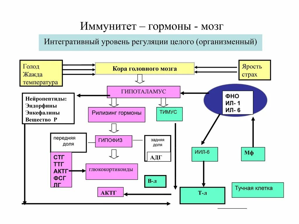 Гормоны вырабатываемые мозгом