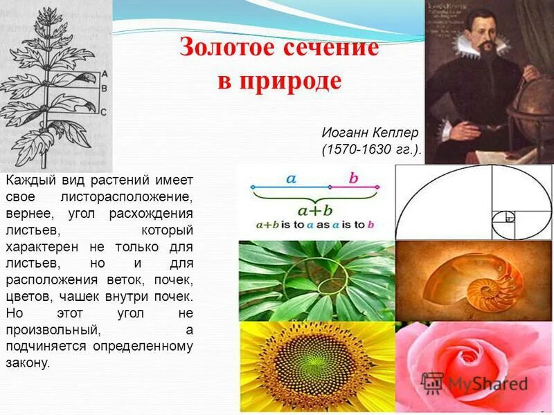 Золотая спираль фибоначчи в природе. Золотое сечение в природе и искусстве. Золотое сечение d природе. Золотое сечение пропорции. Золотая спираль явление филлотаксиса.