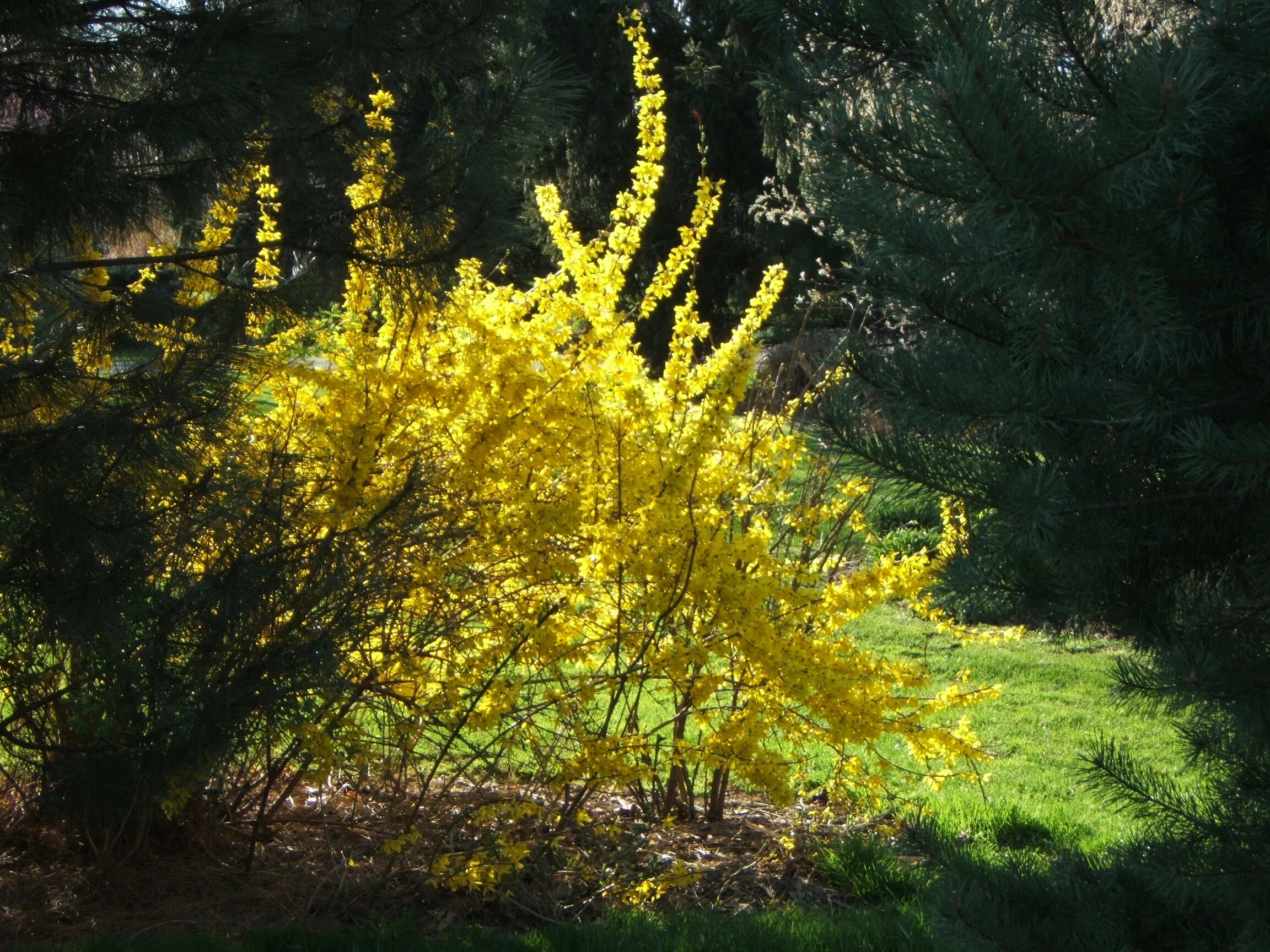 Ранний желтый кустарник фото. Форзиция пониклая "Forsythia suspensa". Форзиция овальнолистная. Форзиция Веберс Бронкс.