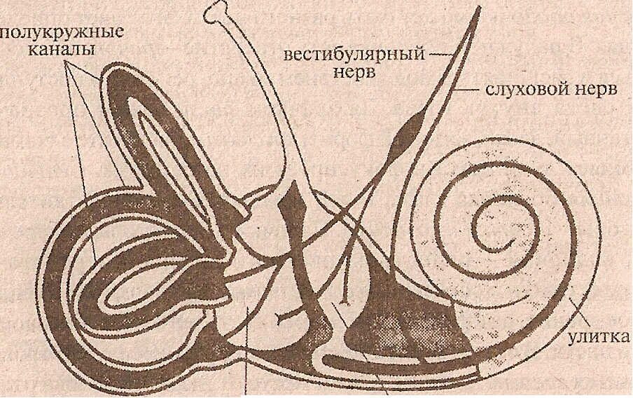 Строение слухового и вестибулярного анализатора. Слуховой анализатор и вестибулярный анализатор. Слуховой и вестибулярный нервы. Слуховой нерв и вестибулярный нерв. Улитка и слуховой нерв