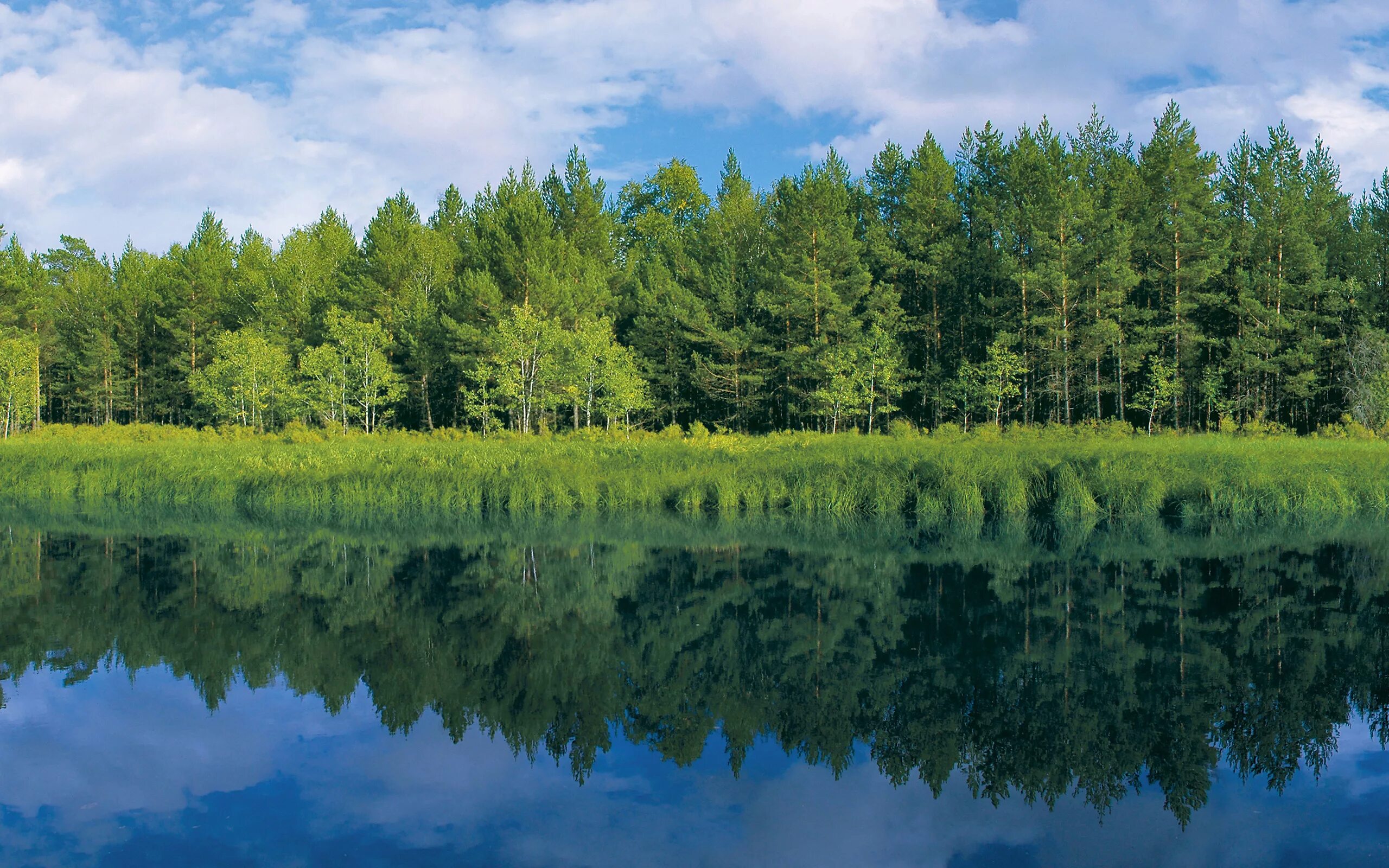 Простор сибирской реки хвойный лес. Панорама леса. Лес панорама. Пейзажи Сибири.