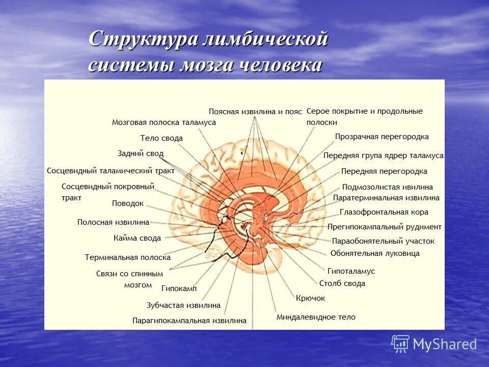 Зернистая конгломератная структура. Конгломератная структура материала. Структурой называется строение. Лимбическая система головного мозга состав. Поперечный срез листовой пластинки.